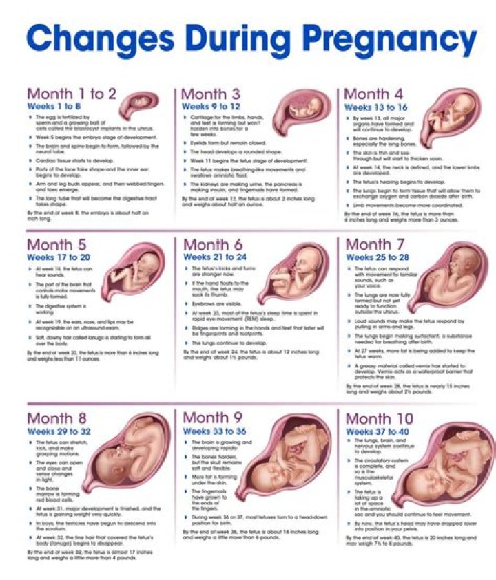 Pregnancy Journey And Family Life